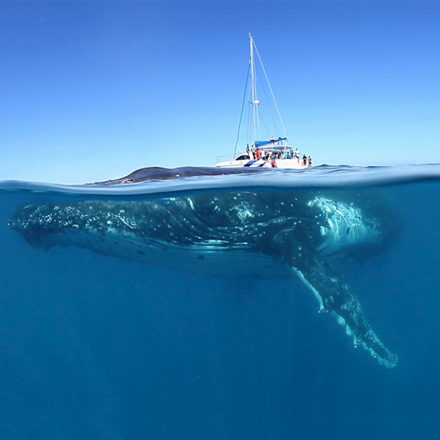 Blue Dolphin Marine Tours Exclusive Whale Watching Encounter (Family Package - 2 Adults/3 Children)