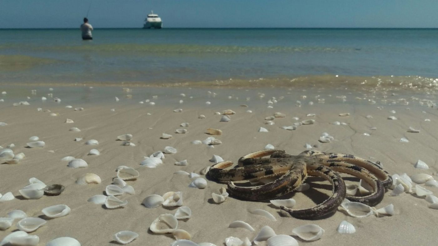 Whalesong Cruises Fraser Island Beach + BBQ Cruise