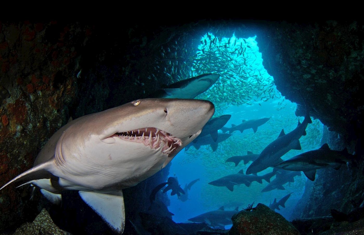 South West Rocks Dive Centre 2 Night / 4 Dive Package