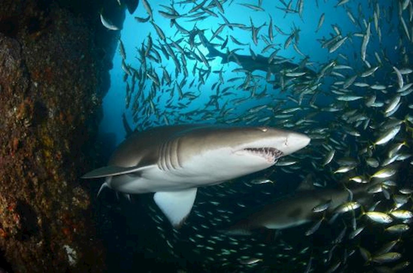 South West Rocks Dive Centre 1 Day Double Boat Dive (2 dives)