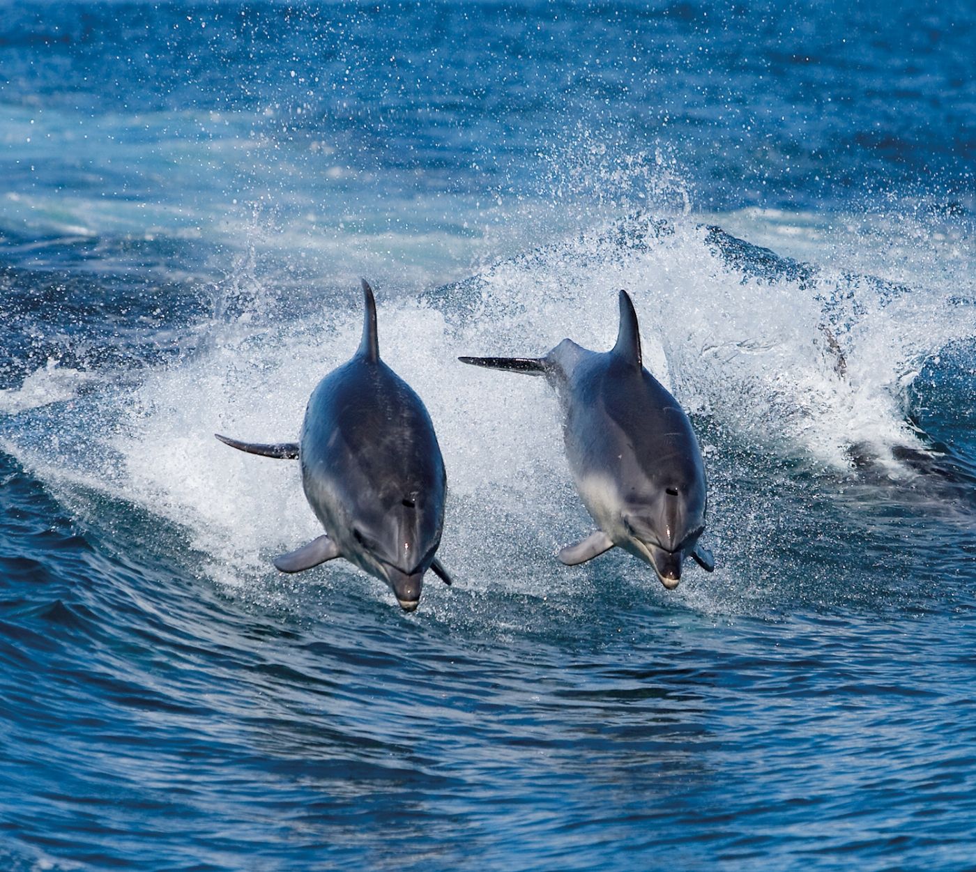Pennicott Wilderness Journeys Bruny Island Full Day Tour