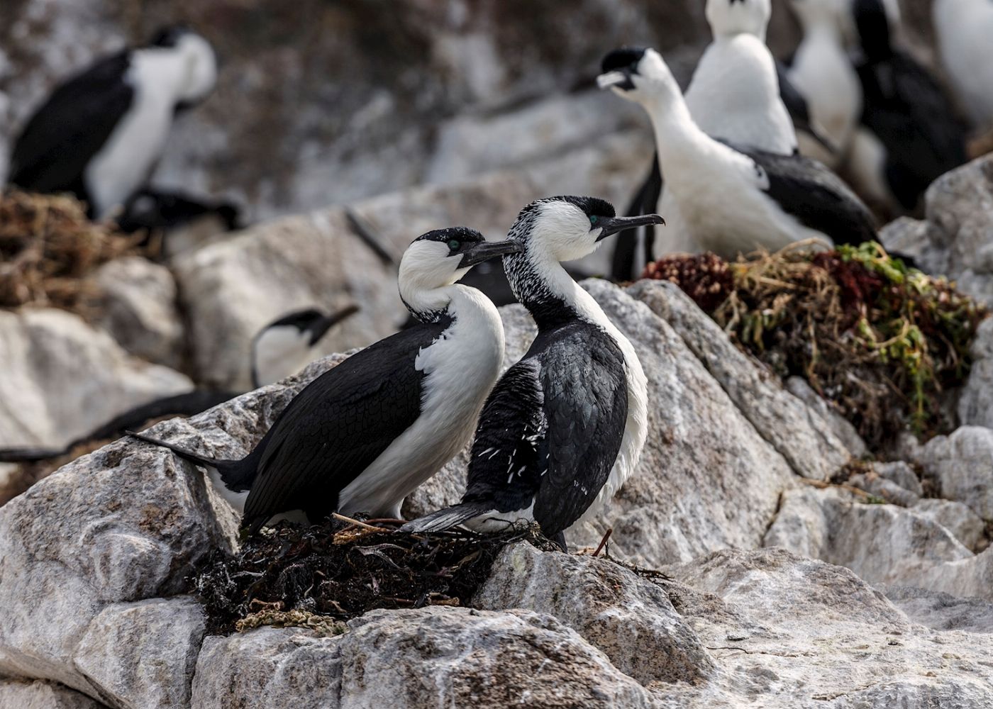 Pennicott Wilderness Journeys Iron Pot Cruise - Morning
