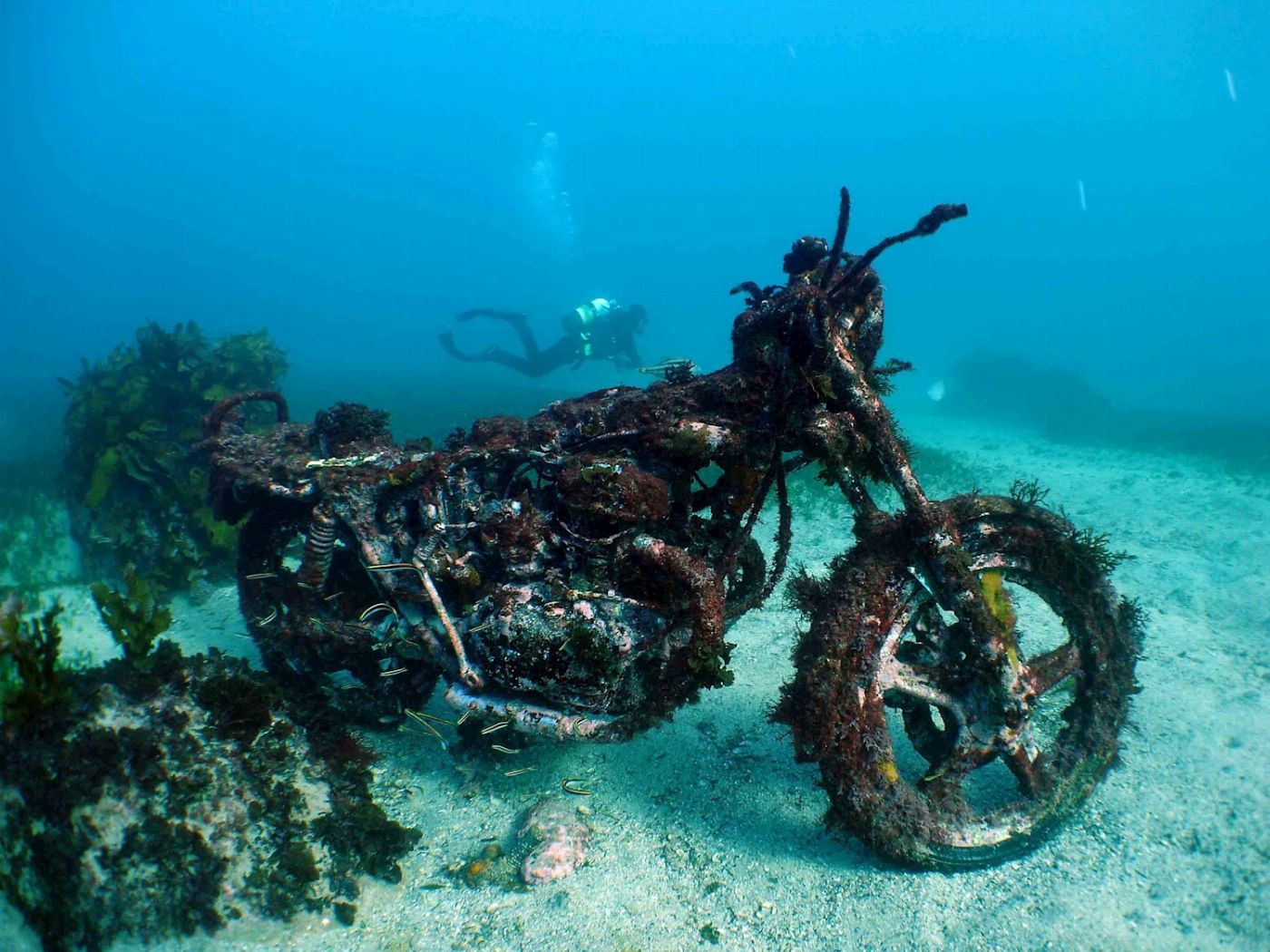 Pro Dive Sydney Double Guided Shore Certified Dive with All Gear Hire