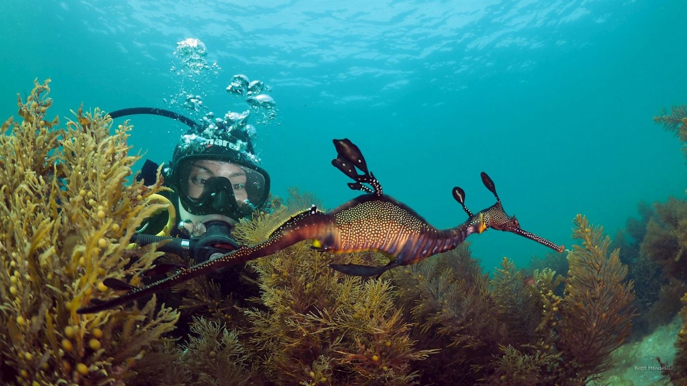 Pro Dive Sydney Double Guided Shore Certified Dive with All Gear Hire