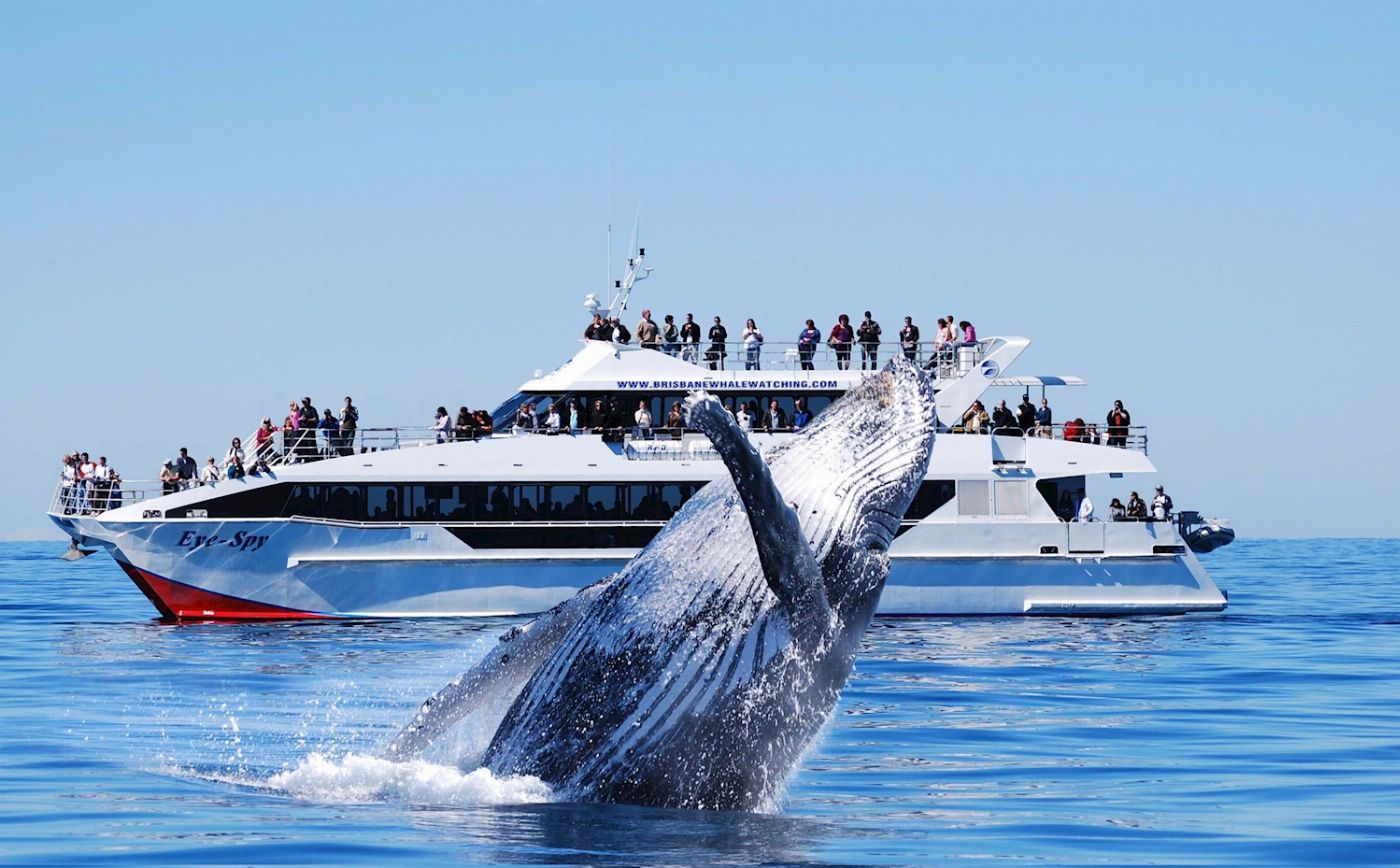 Brisbane Whale Watching Whale Watching in Moreton Bay