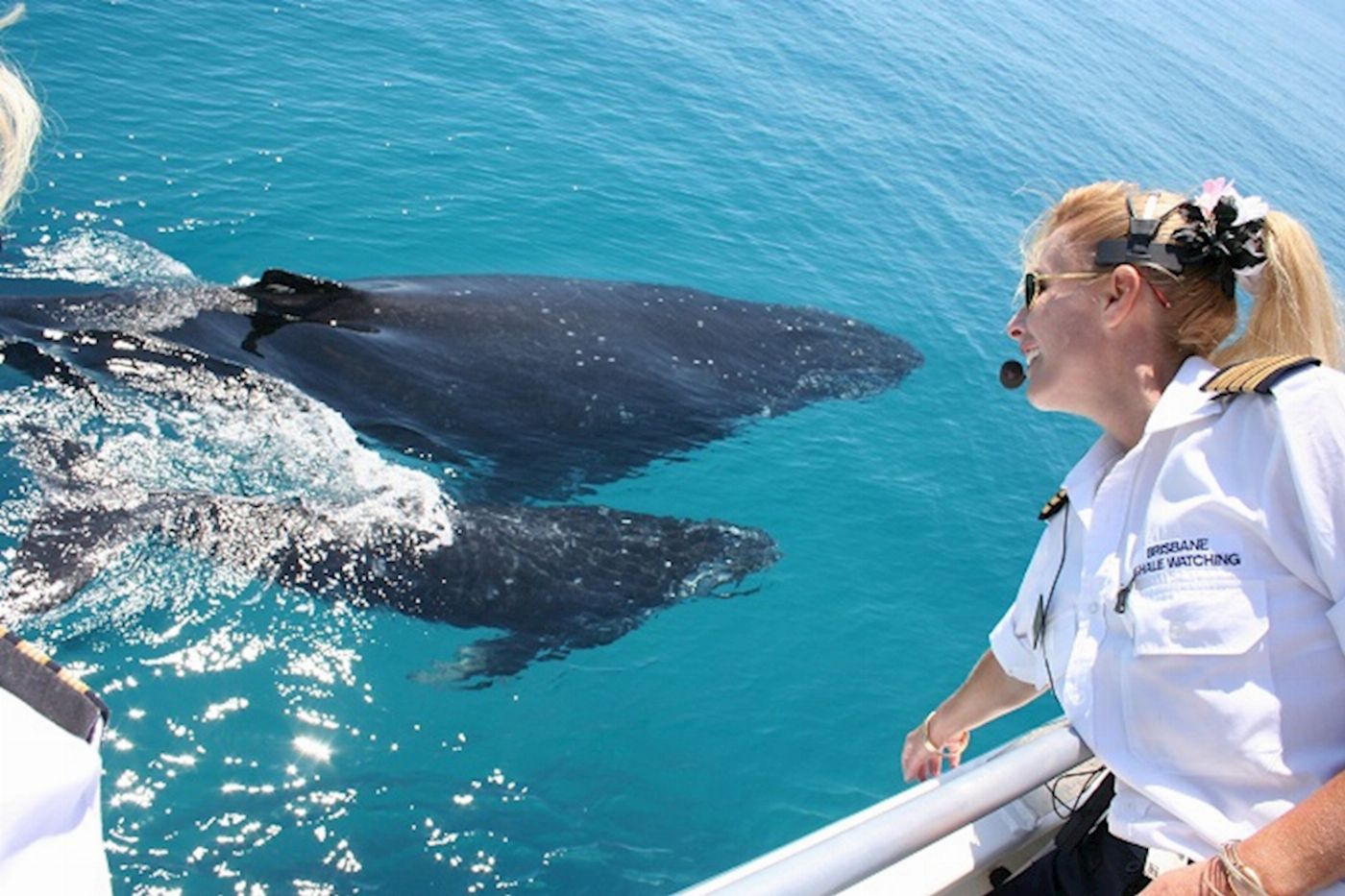 Brisbane Whale Watching Whale Watching in Moreton Bay