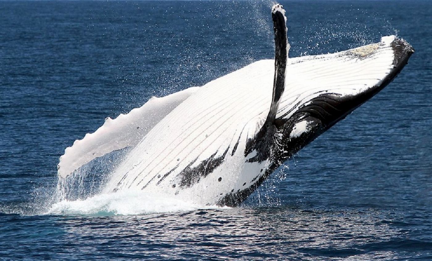 Brisbane Whale Watching Whale Watching in Moreton Bay - VIP