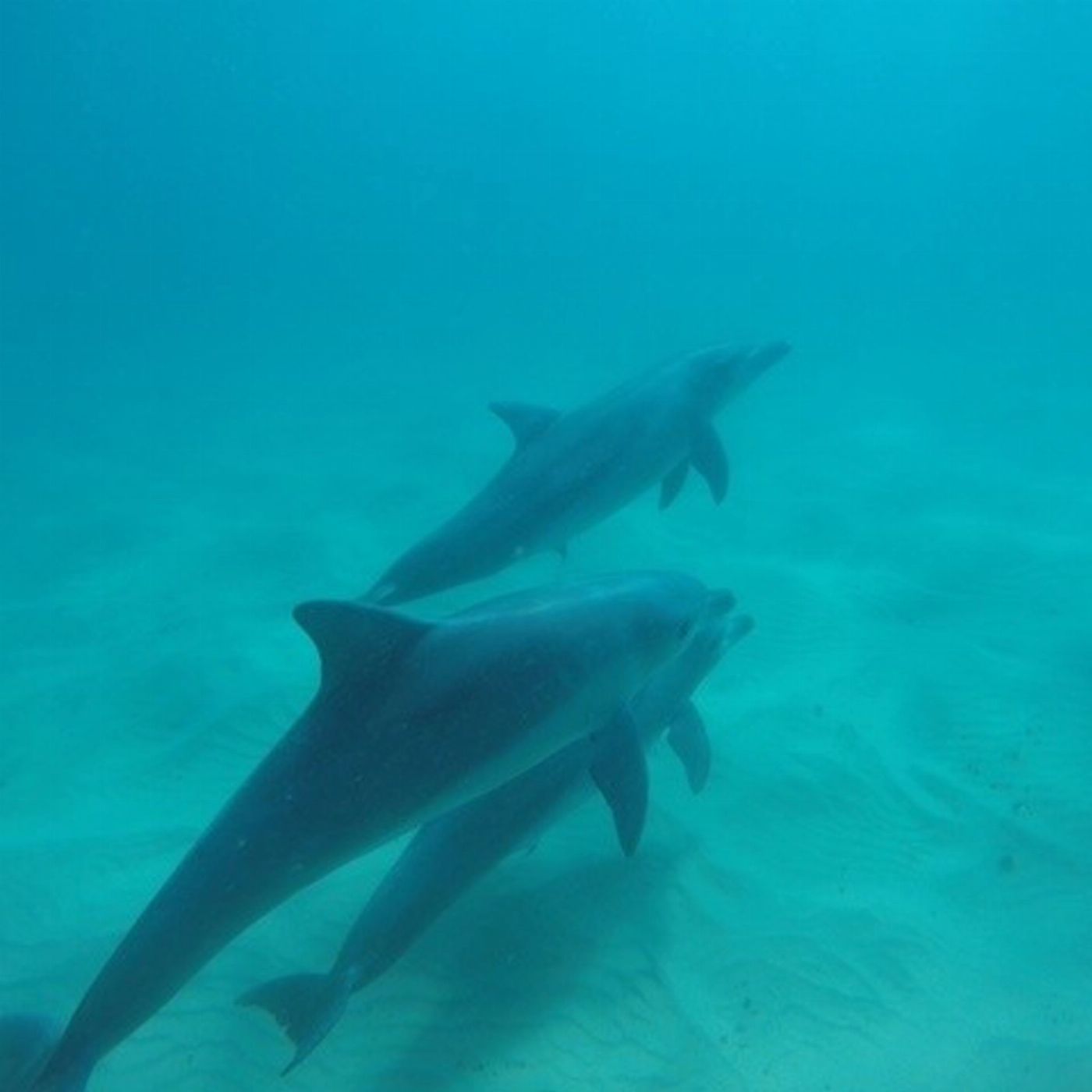 Cape Byron Kayaks Kayak with the Dolphins Tour