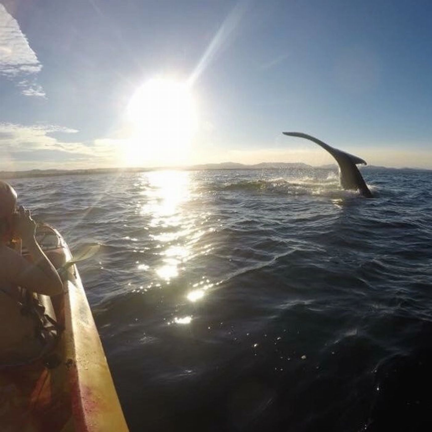 Cape Byron Kayaks Kayak with the Dolphins Tour