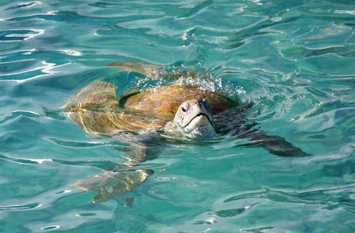 Whitsunday Jetski Tours Airlie Adventure Jetski Tour