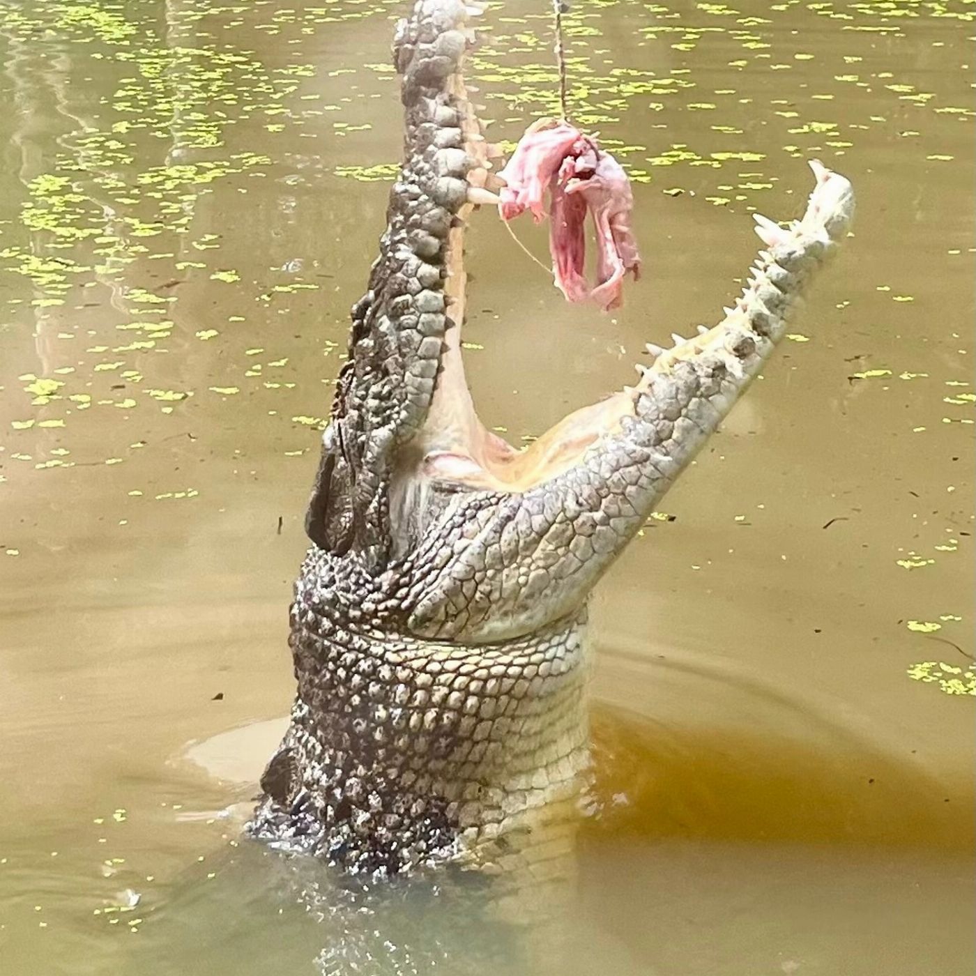 Kuranda & Outback Tours Kuranda & Hartley's Crocodile Adventures Package
