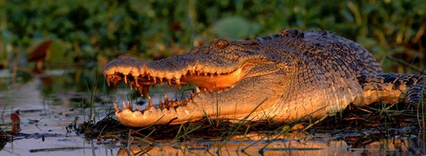 Corroboree Billabong Wetland Cruises - 2.5 hr Lunch Cruise with Shuttle - 12.15pm
