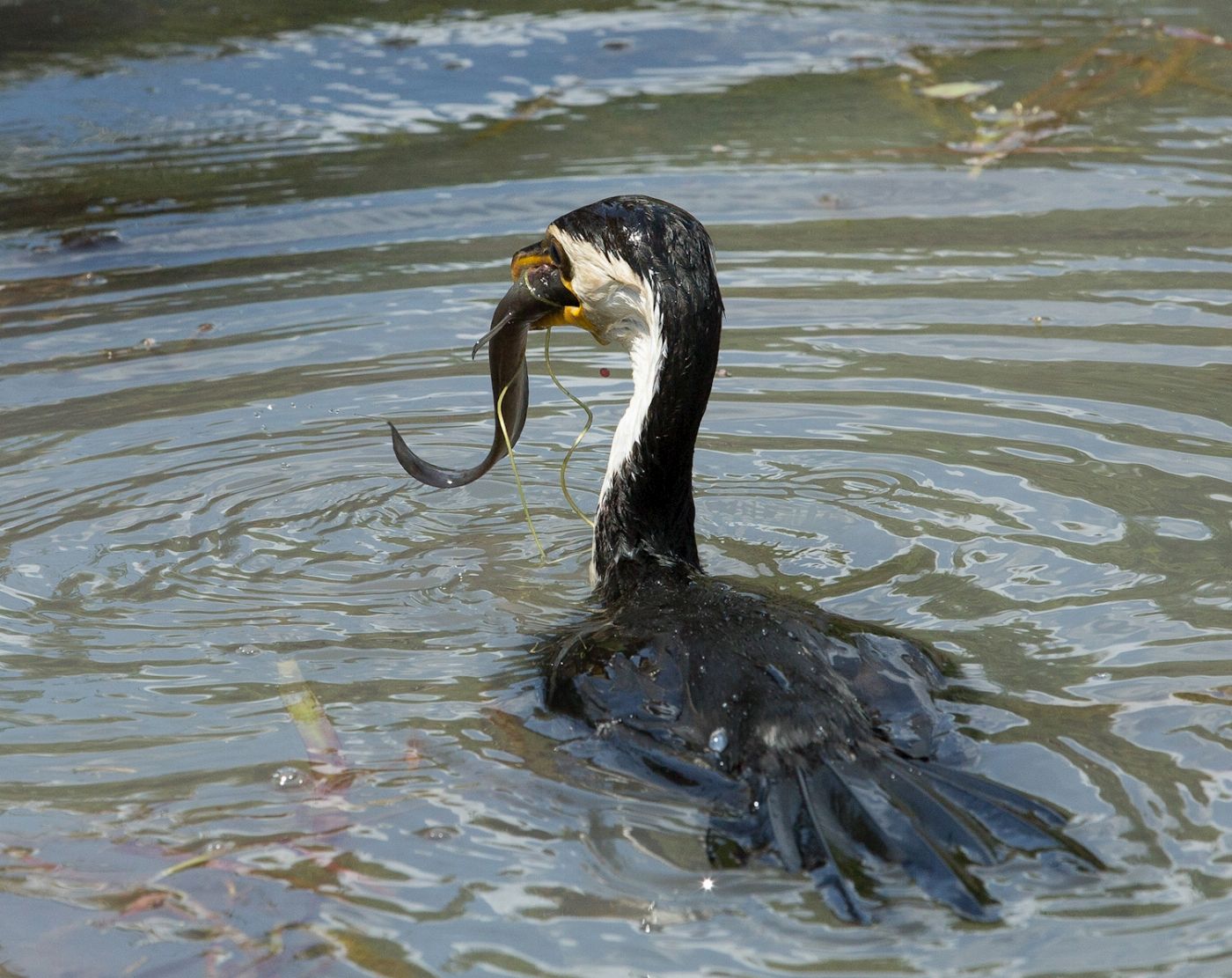 Corroboree Billabong Wetland Cruises - 2.5 hr Lunch Cruise with Shuttle - 12.15pm