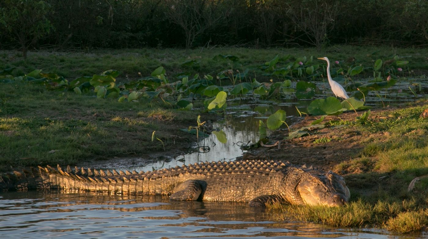Corroboree Billabong Wetland Cruises - Sunset Cruise with Shuttle - 4.00pm