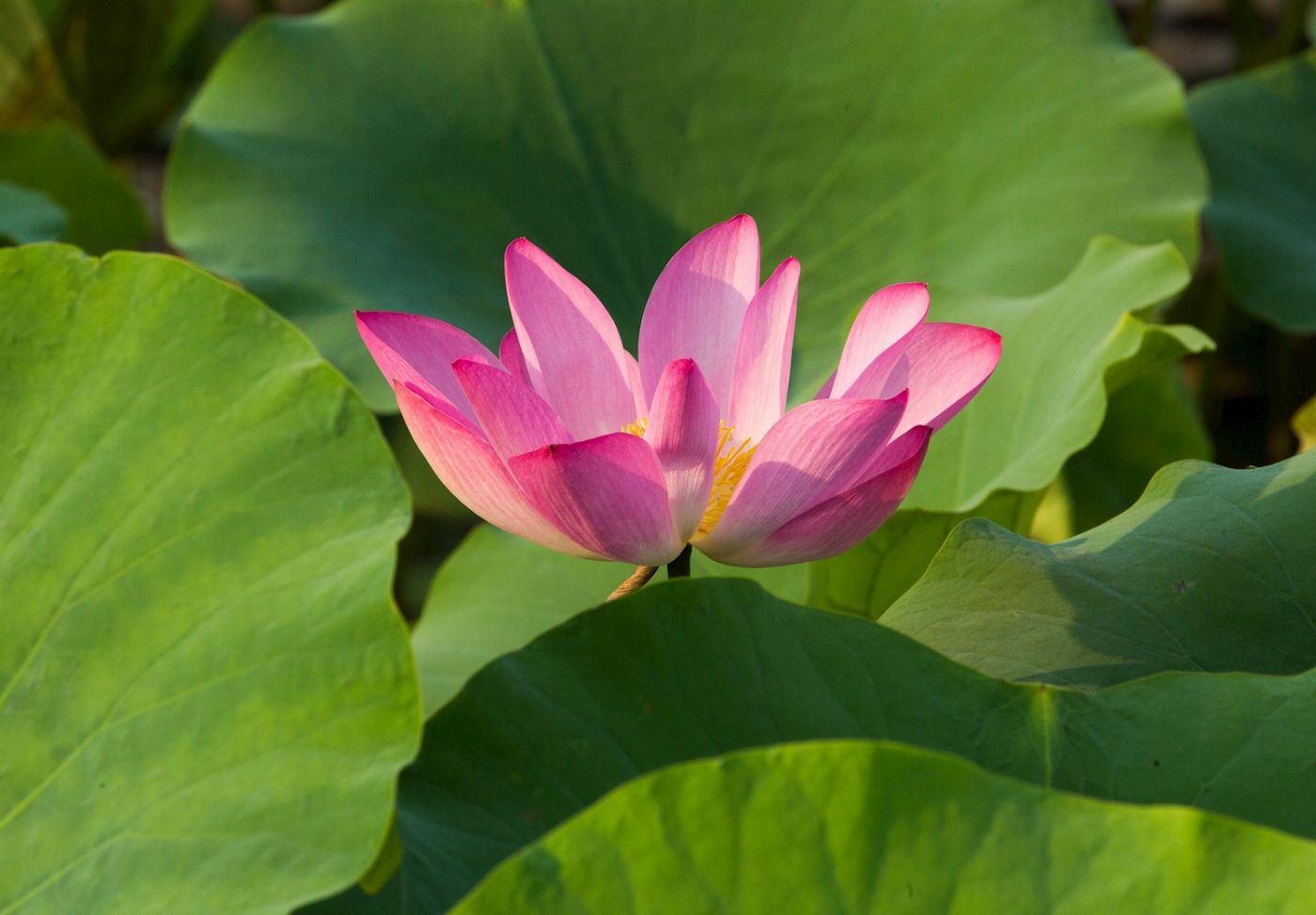 Corroboree Billabong Wetland Cruises - Sunset Cruise with Shuttle - 4.00pm