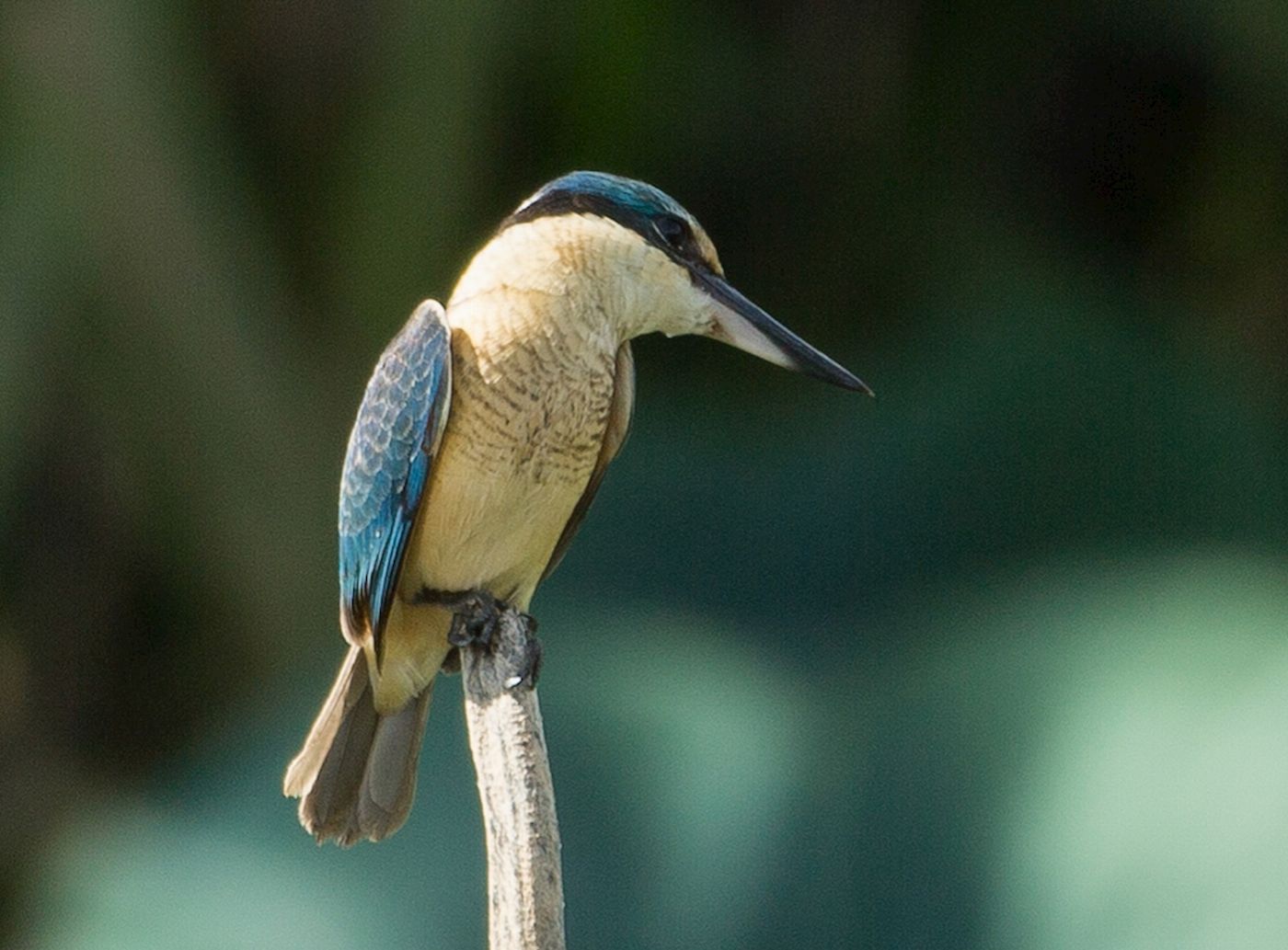 Corroboree Billabong Wetland Cruises - Sunset Cruise with Shuttle - 4.00pm