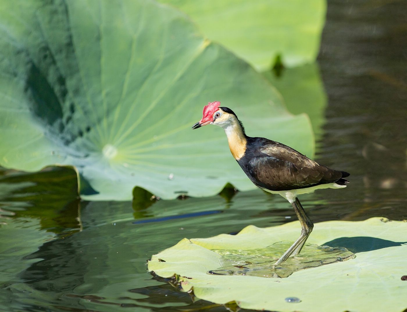 Corroboree Billabong Wetland Cruises - Sunset Cruise with Shuttle - 4.00pm