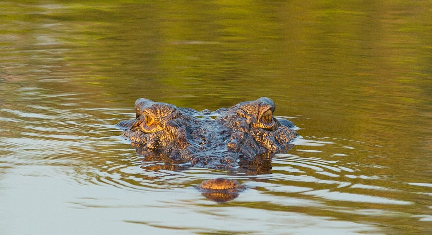 Corroboree Billabong Wetland Cruises - Sunset Cruise with Shuttle - 4.00pm
