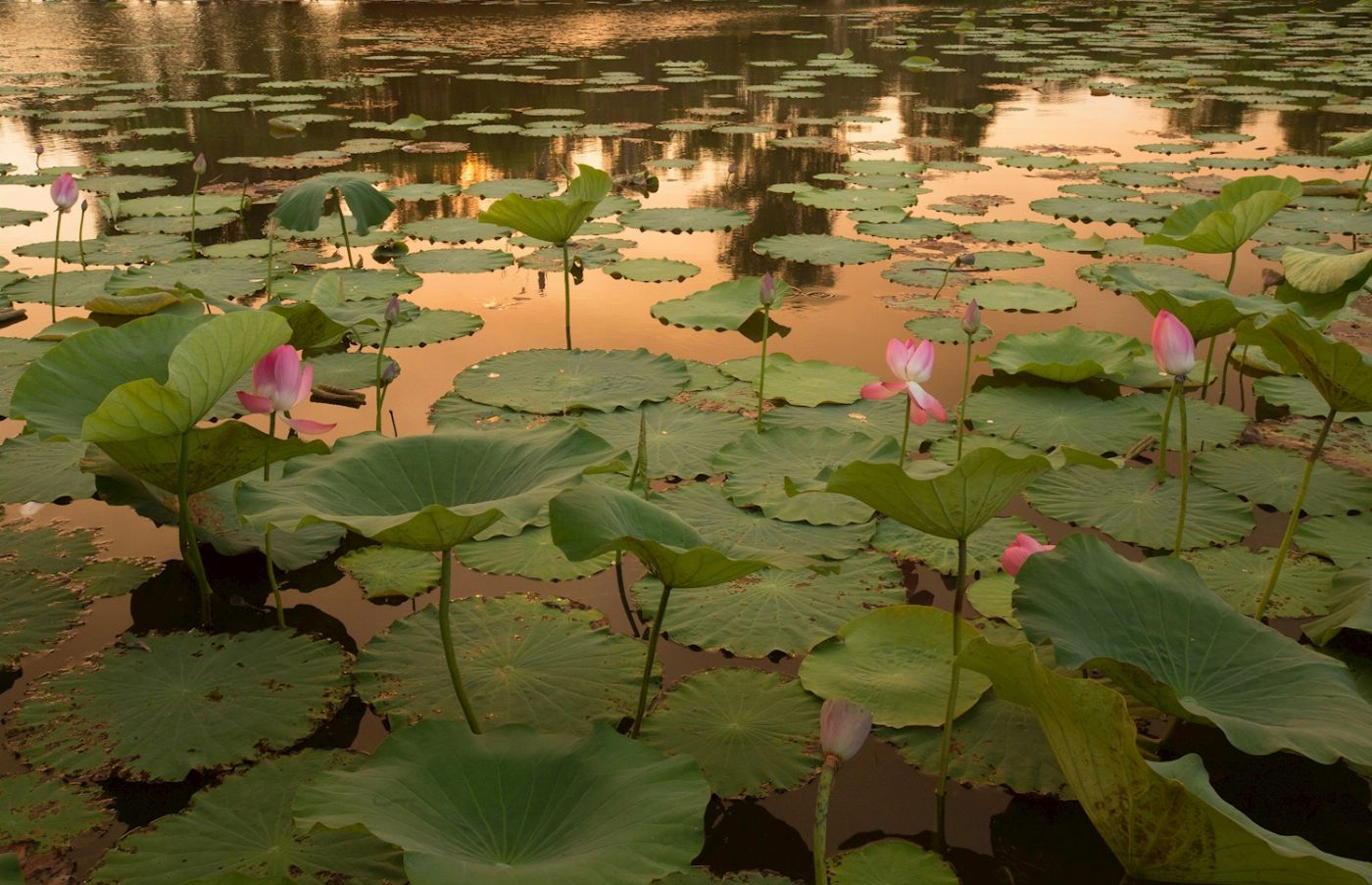 Corroboree Billabong Wetland Cruises - Sunset Cruise with Shuttle - 4.00pm