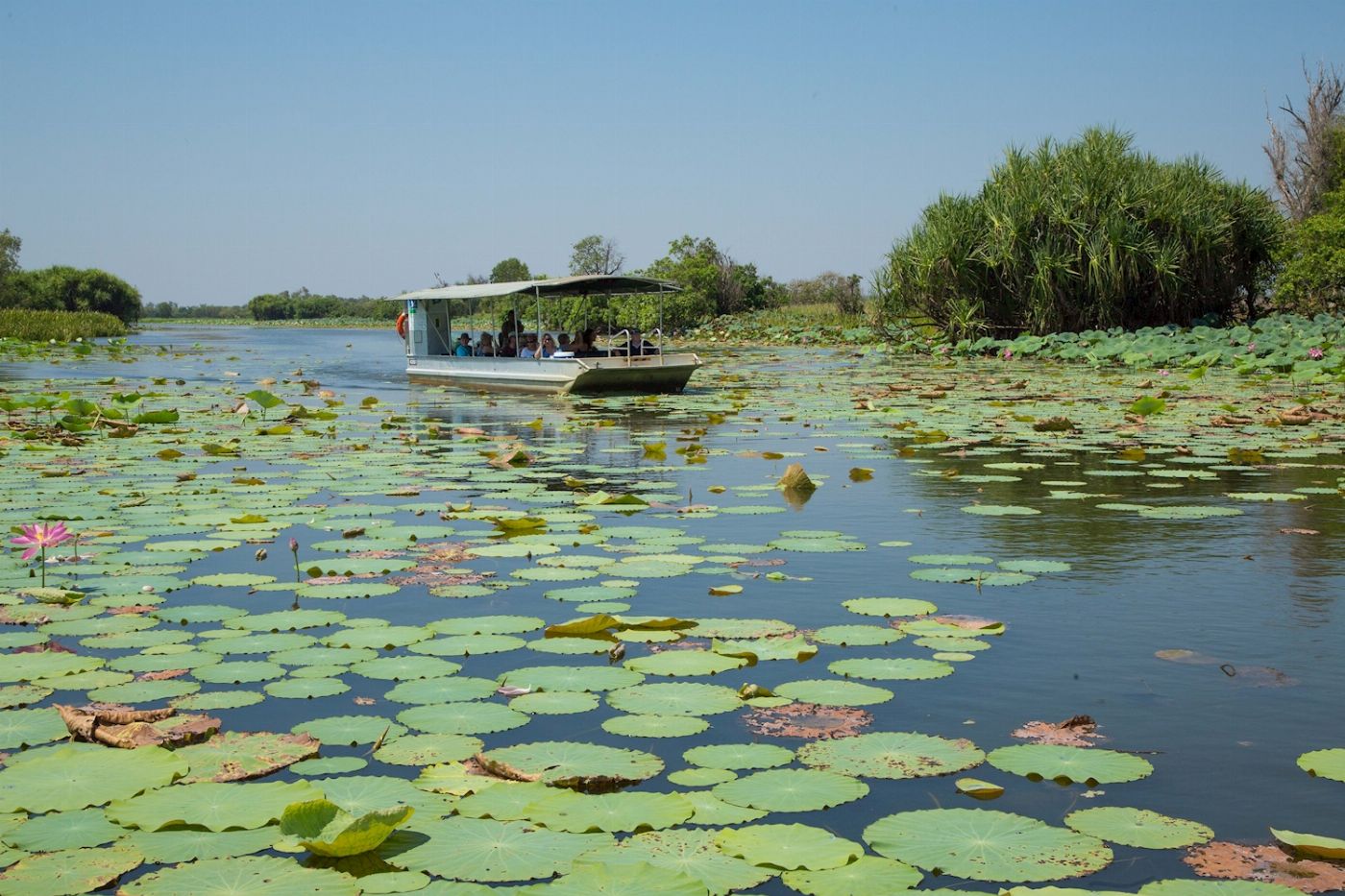 Corroboree Billabong Wetland Cruises - 1.5 hr Morning Cruise with Shuttle - 9.30am