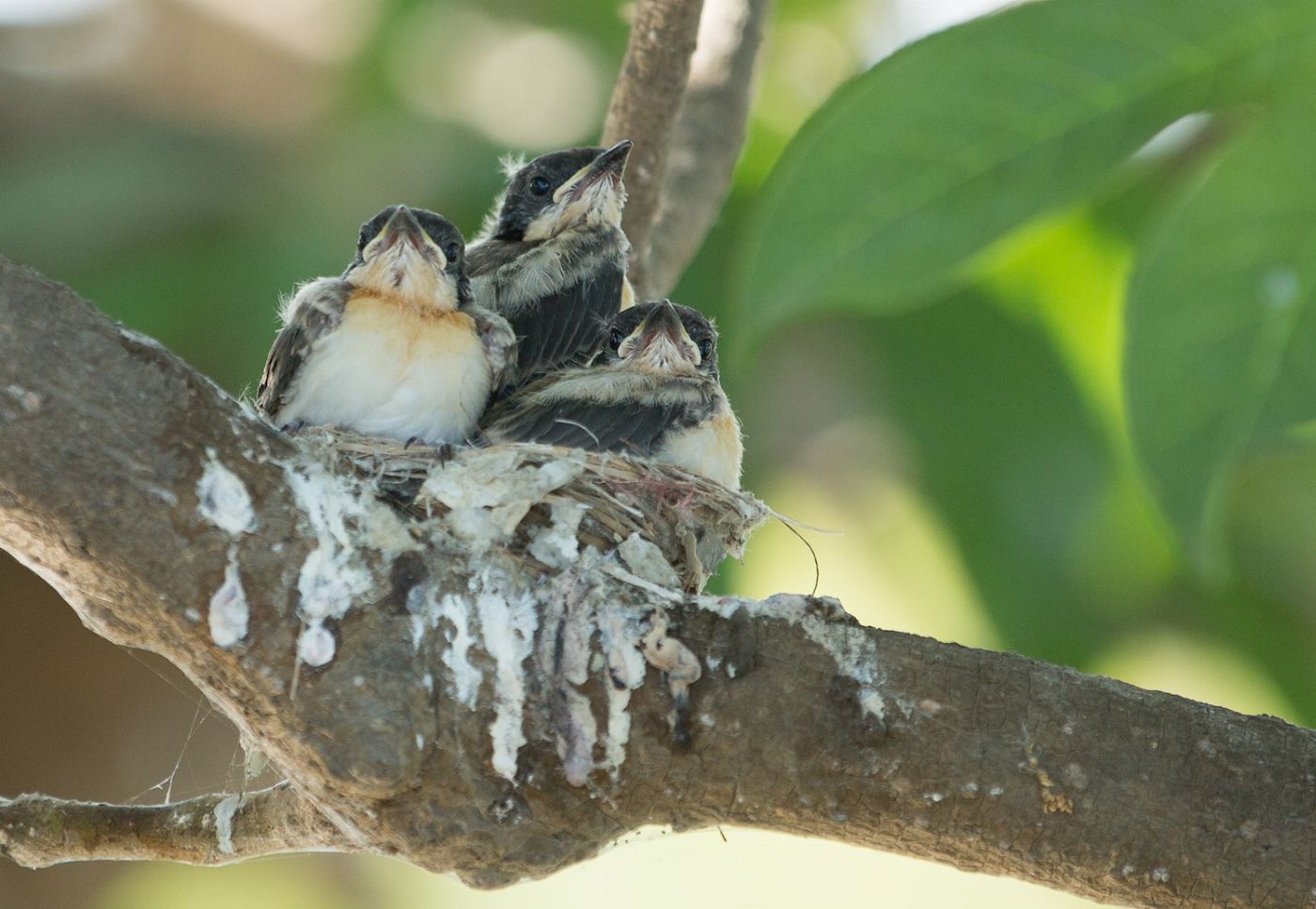 Corroboree Billabong Wetland Cruises - 1.5 hr Morning Cruise with Shuttle - 9.30am
