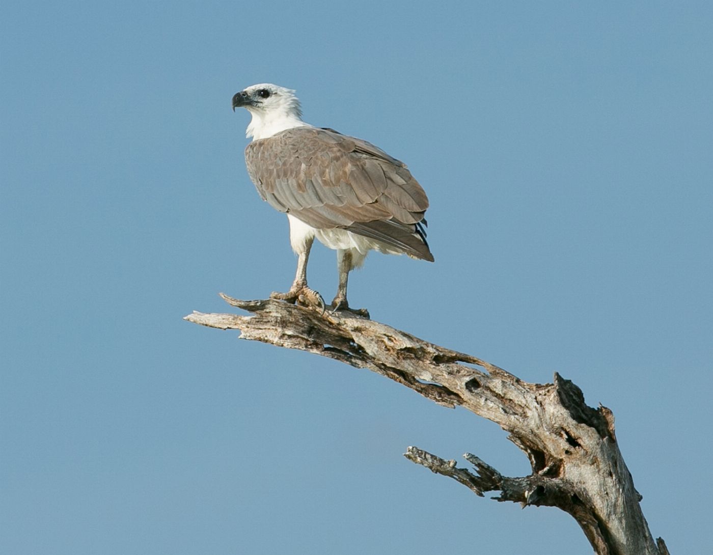 Corroboree Billabong Wetland Cruises - 1.5 hr Morning Cruise with Shuttle - 9.30am