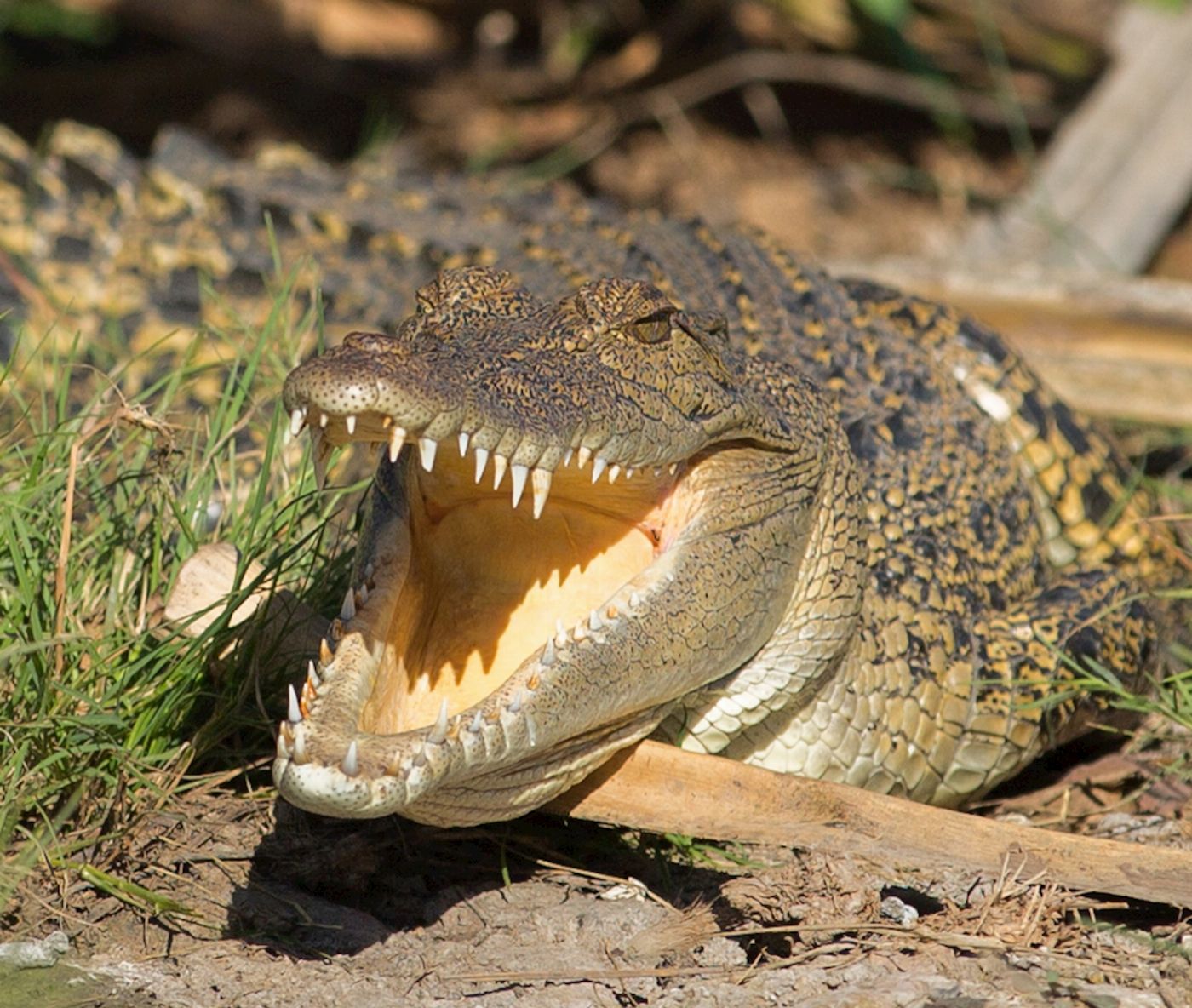 Corroboree Billabong Wetland Cruises - 1.5 hr Morning Cruise with Shuttle - 9.30am