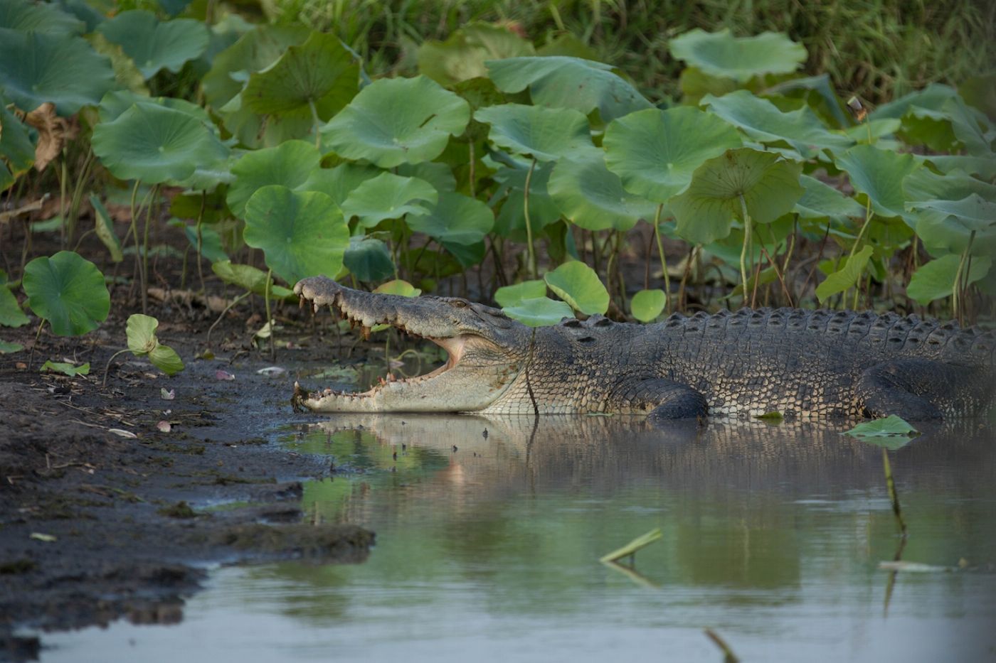 Corroboree Billabong Wetland Cruises - 1.5 hr Morning Cruise with Shuttle - 9.30am