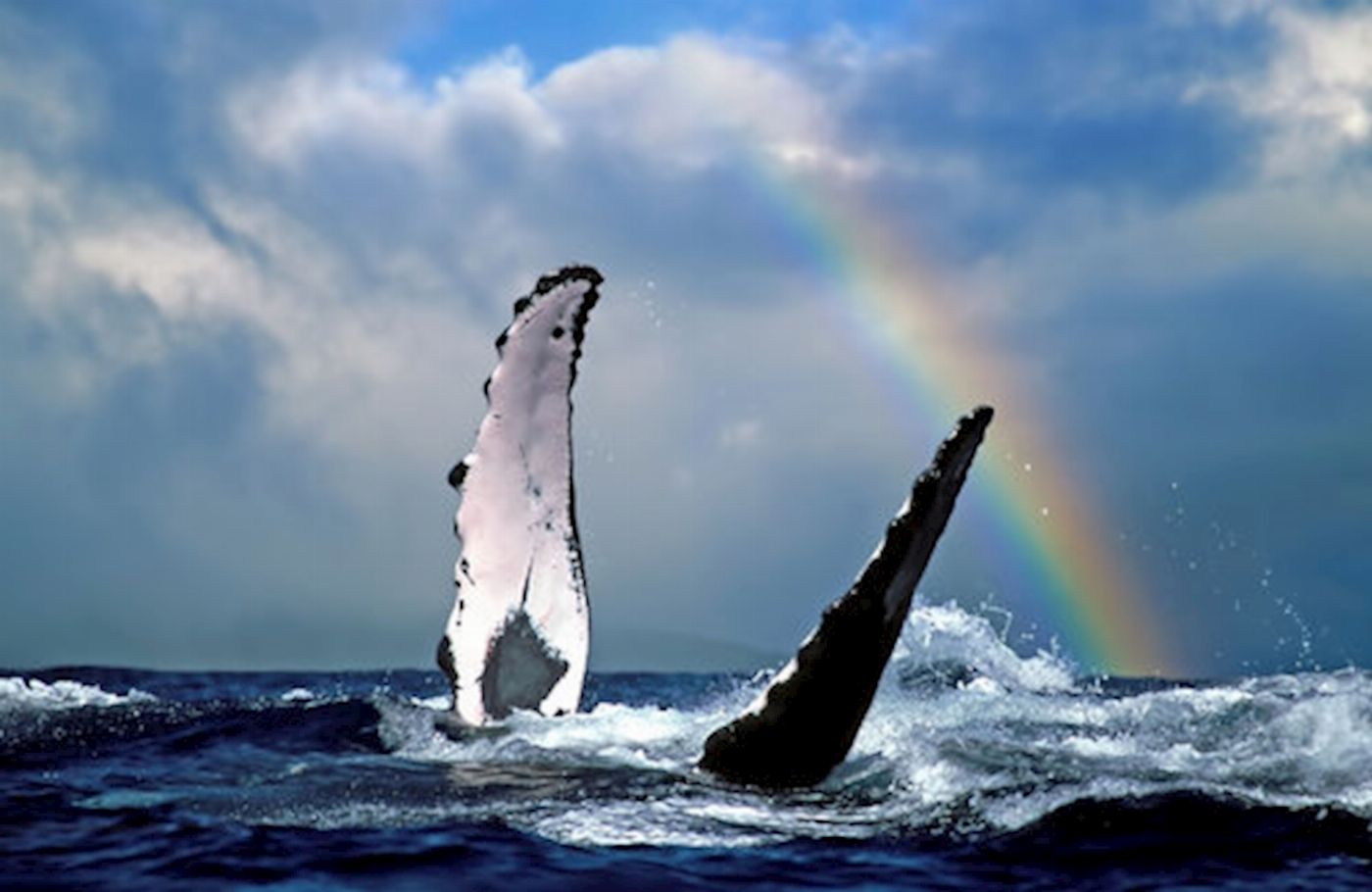Wild Byron Whale Watching Safari