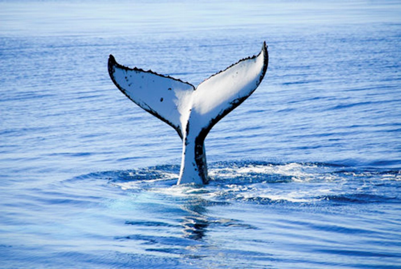 Wild Byron Whale Watching Safari