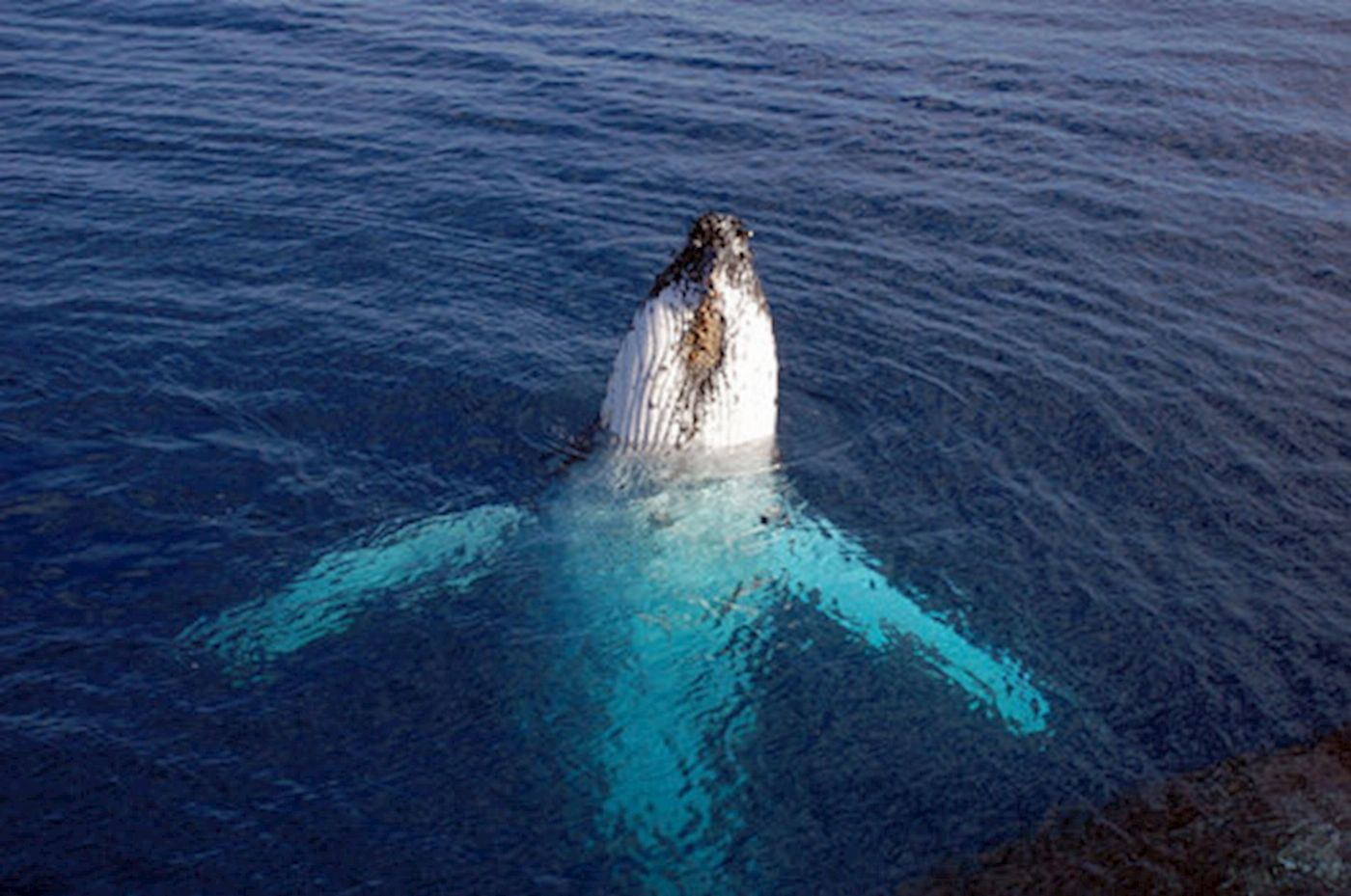 Wild Byron Whale Watching Safari