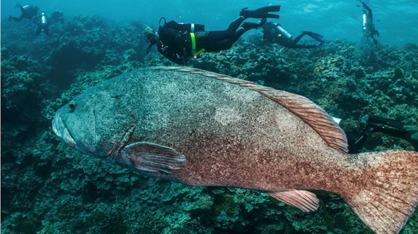 Mike Ball Dive Expeditions Fly Dive Cod Hole