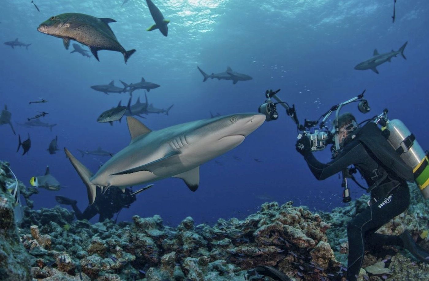Mike Ball Dive Expeditions Fly Dive Coral Sea