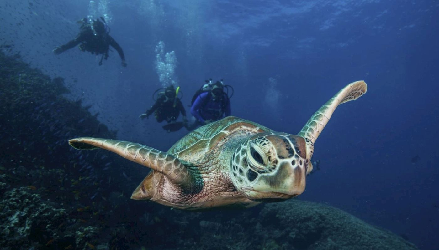 Mike Ball Dive Expeditions Coral Sea Safari