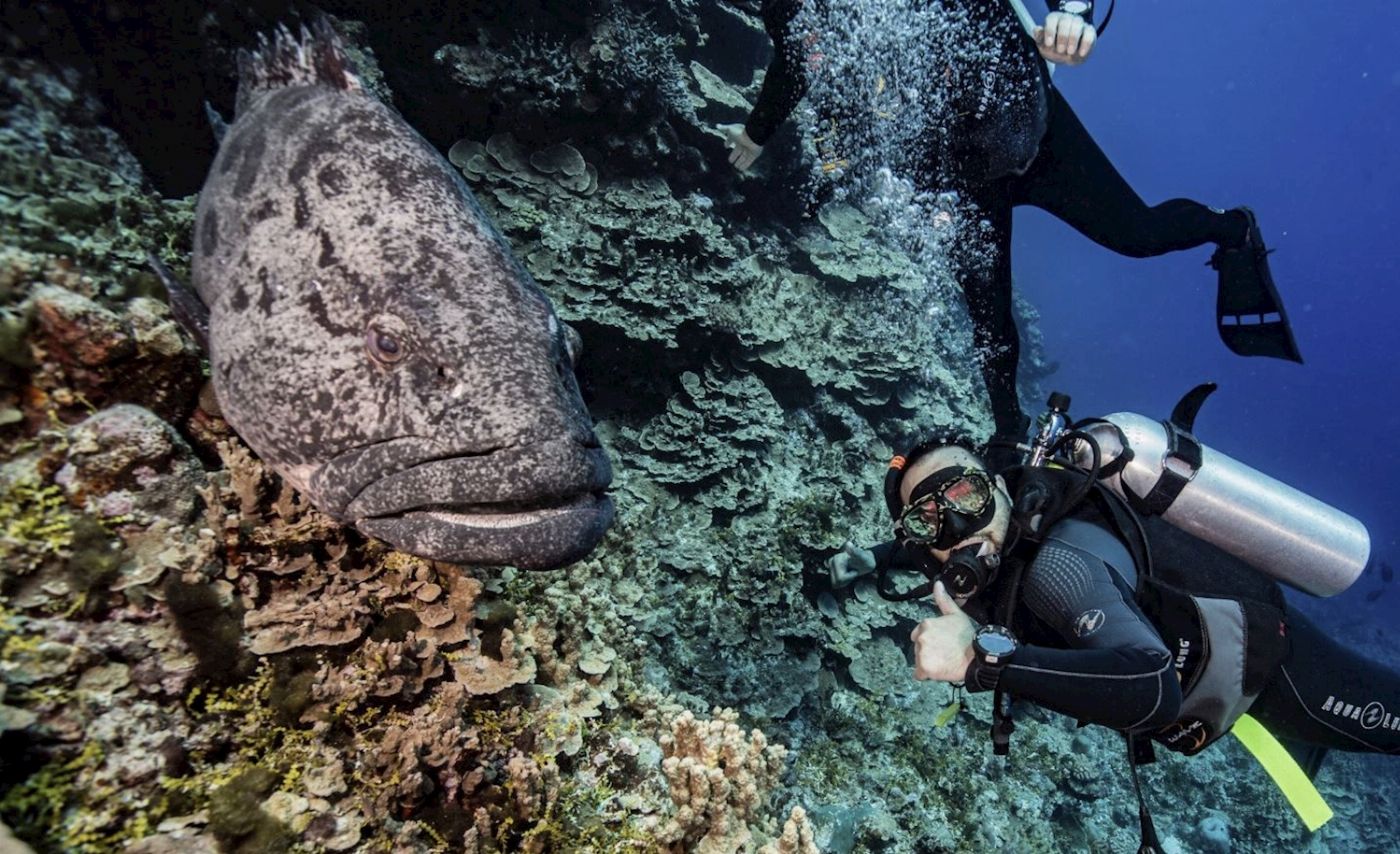 Mike Ball Dive Expeditions Coral Sea Safari