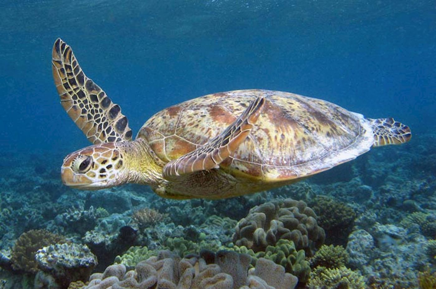 Calypso Snorkel & Dive Calypso Outer Reef Cruise - Self Drive