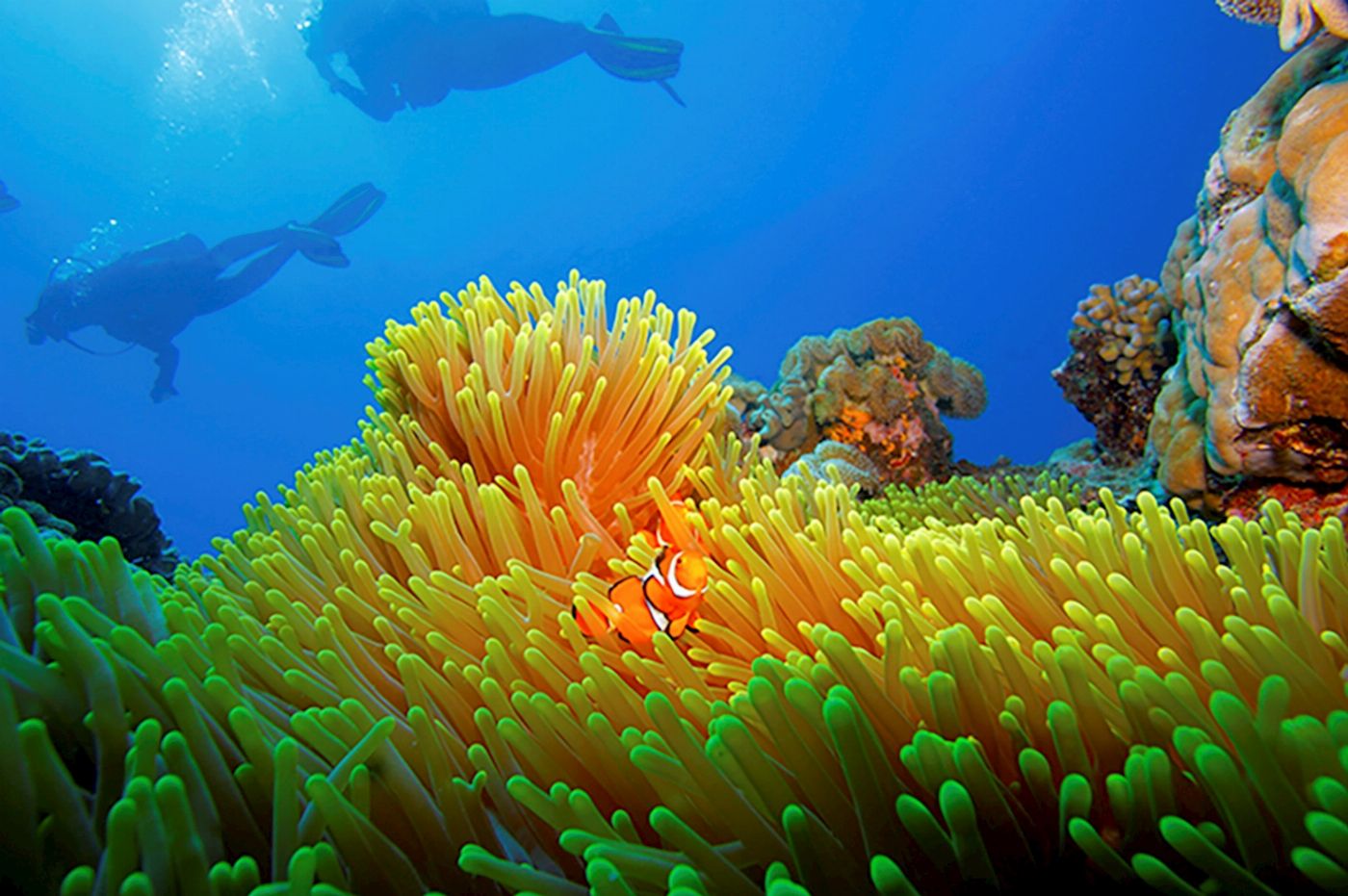 Calypso Snorkel & Dive Calypso Outer Reef Cruise - Self Drive