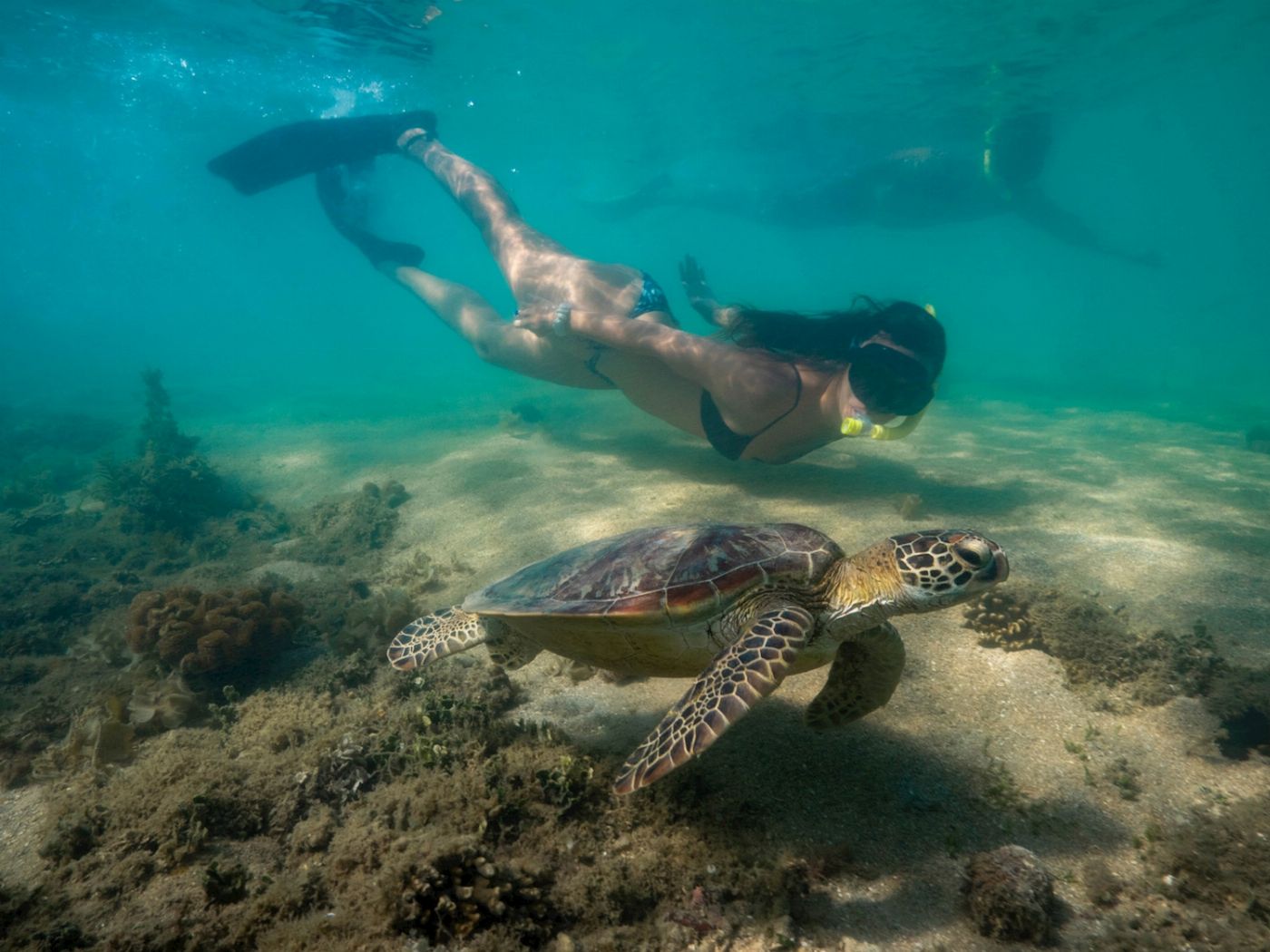 Calypso Snorkel & Dive Calypso Half Day Low Isles - Morning