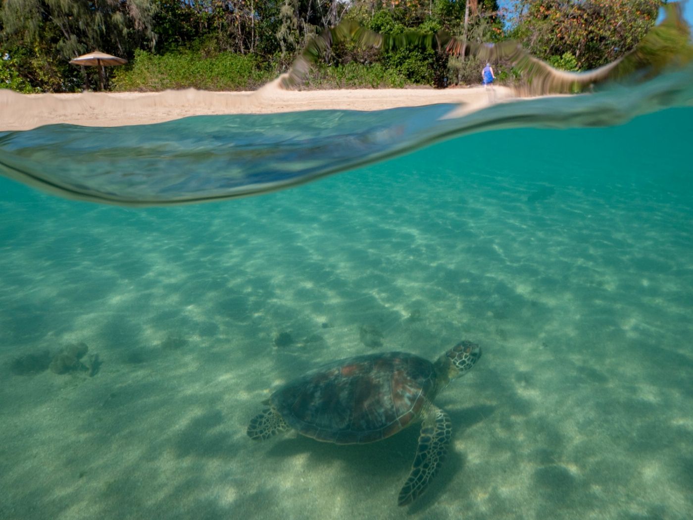 Calypso Snorkel & Dive Calypso Half Day Low Isles - Morning