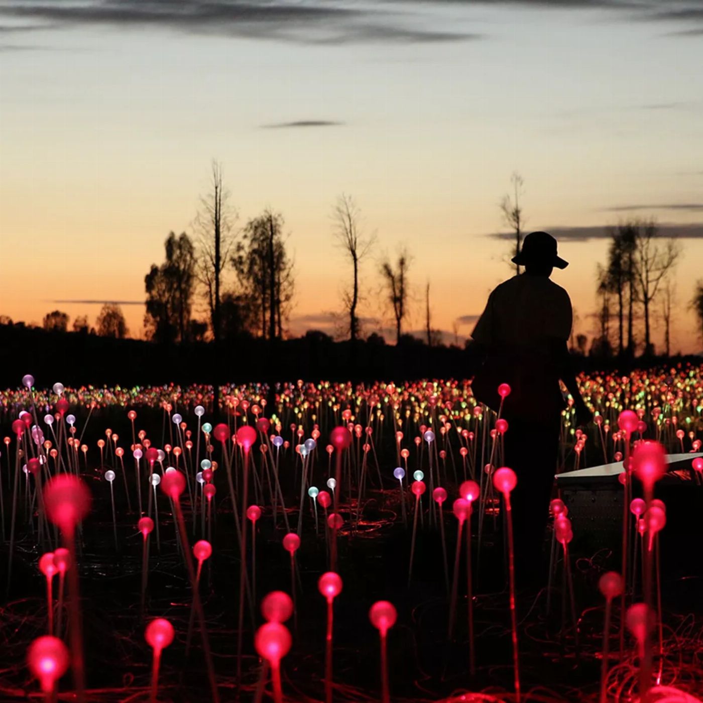 AAT Kings Uluru Sunrise and Field of Light