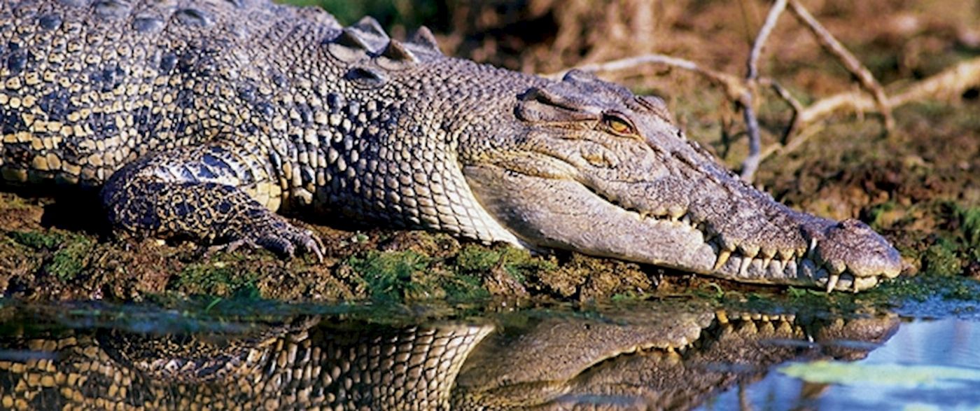 AAT Kings Jumping Crocs & Nature Adventure