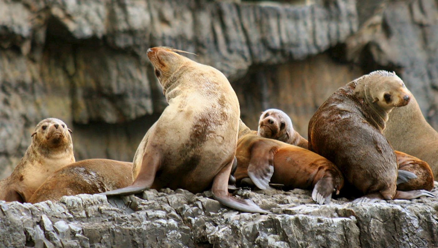 Pennicott Wilderness Journeys Tasman Island Cruise - Full Day + Devils Park