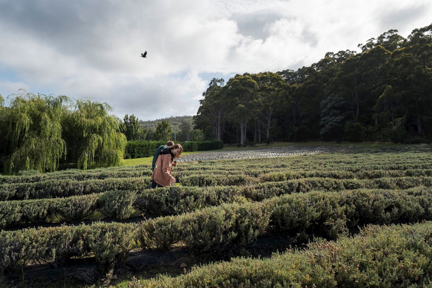 Tassie Tours Port Arthur, Tasman Sights and Harbour Cruise