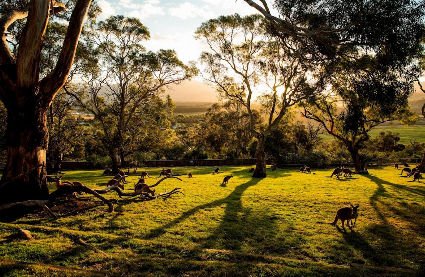 Tassie Tours Hobart Highlights