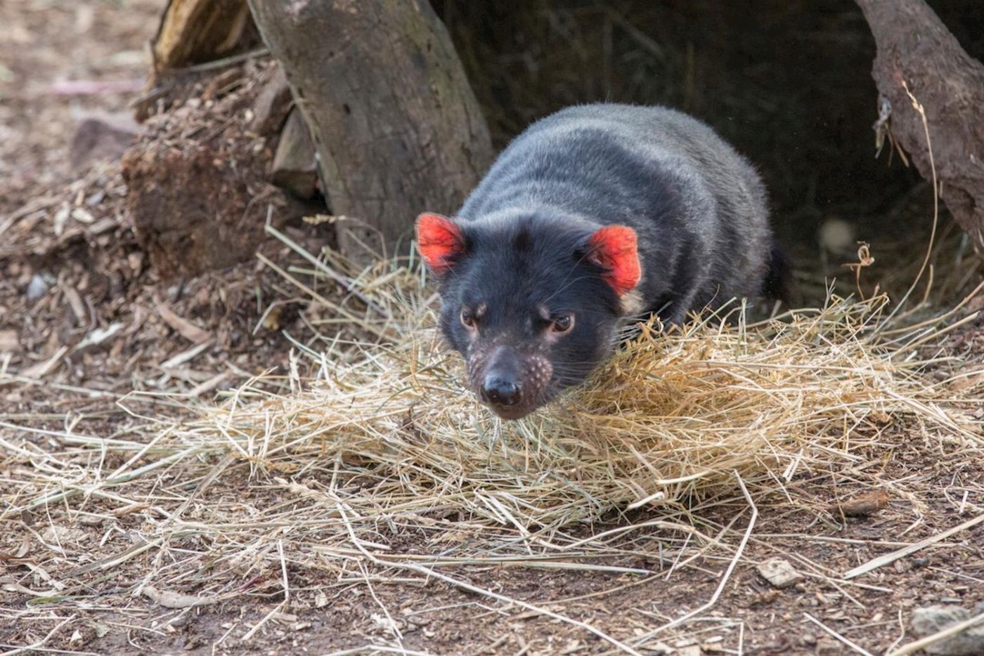 Tassie Tours Hobart Highlights