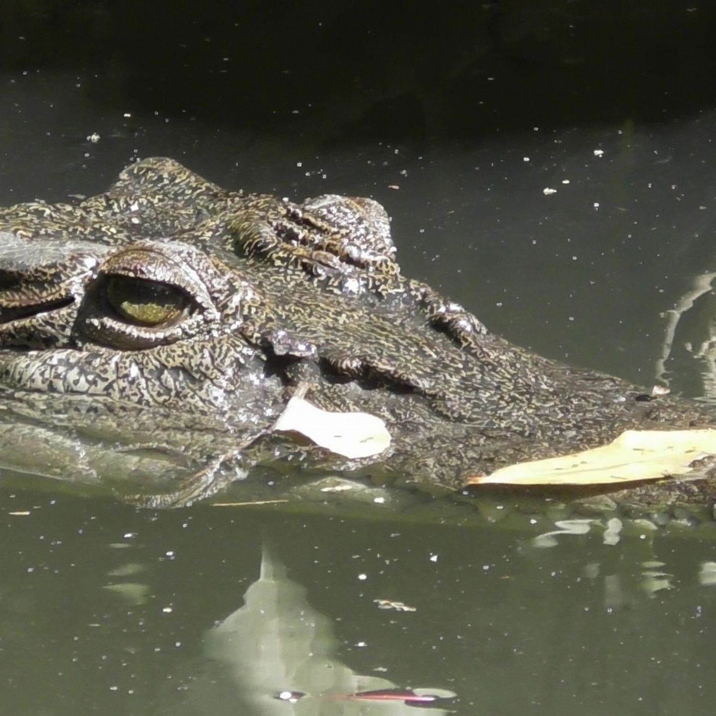 Bruce Belchers Daintree River Cruises Daintree River Crocodile & Wildlife Cruise
