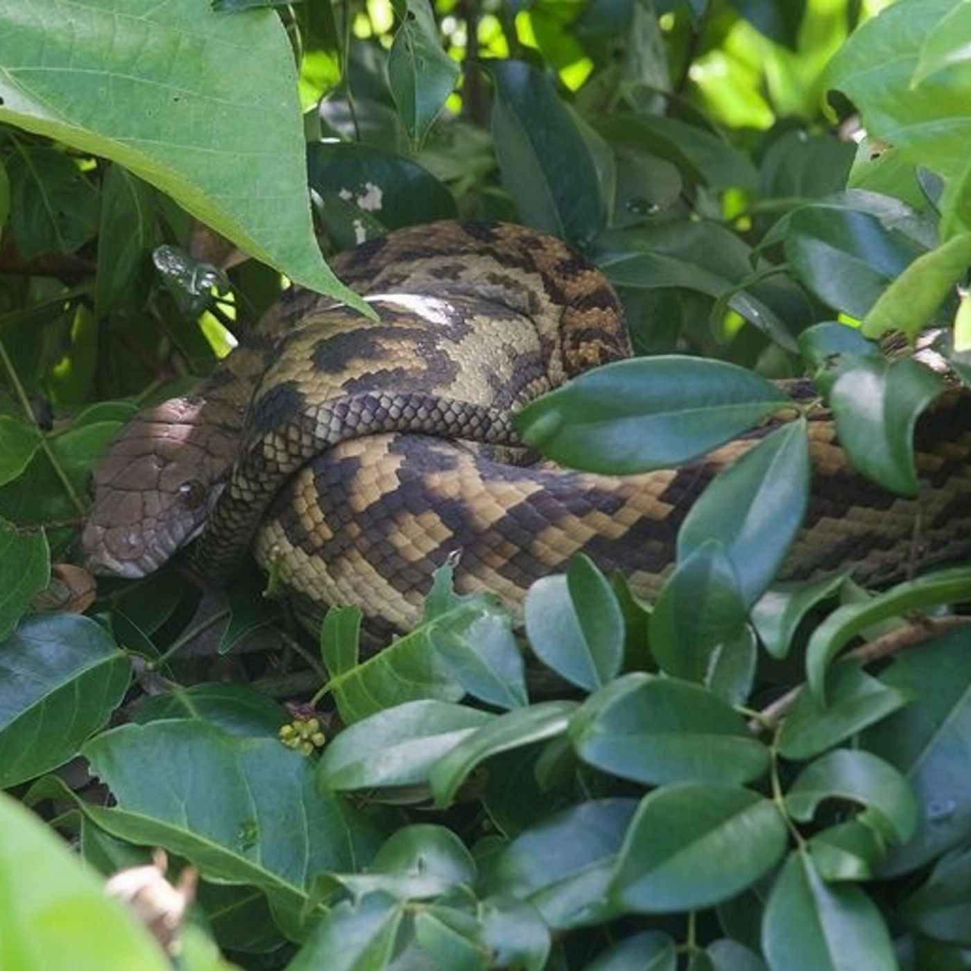 Bruce Belchers Daintree River Cruises Daintree River Crocodile & Wildlife Cruise