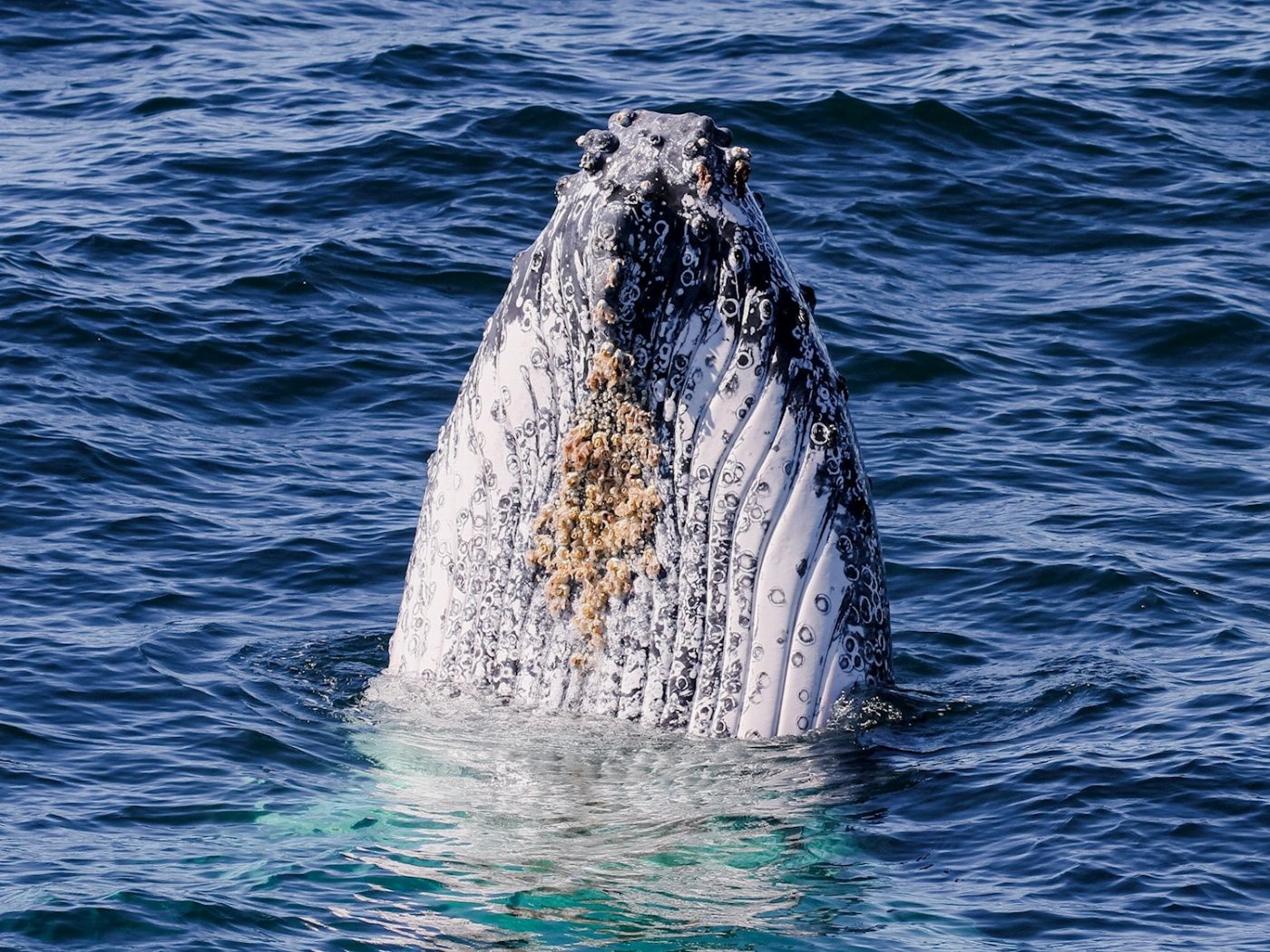 Spirit Whale Watching Spirit of Gold Coast Whale Watching Cruise