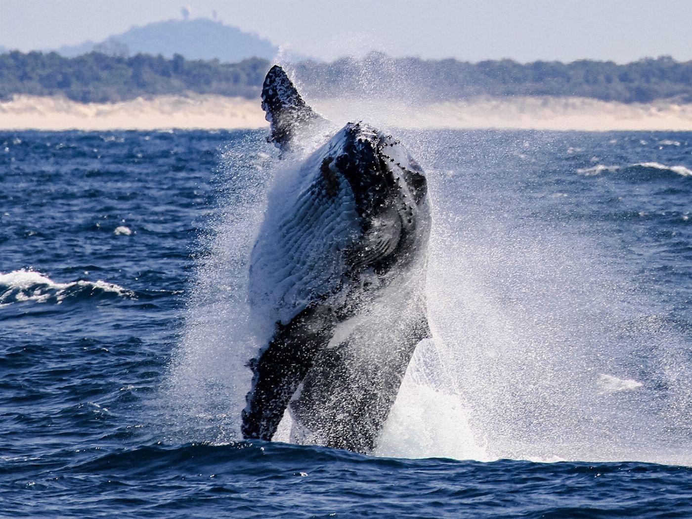 Spirit Whale Watching Spirit of Gold Coast Whale Watching Cruise