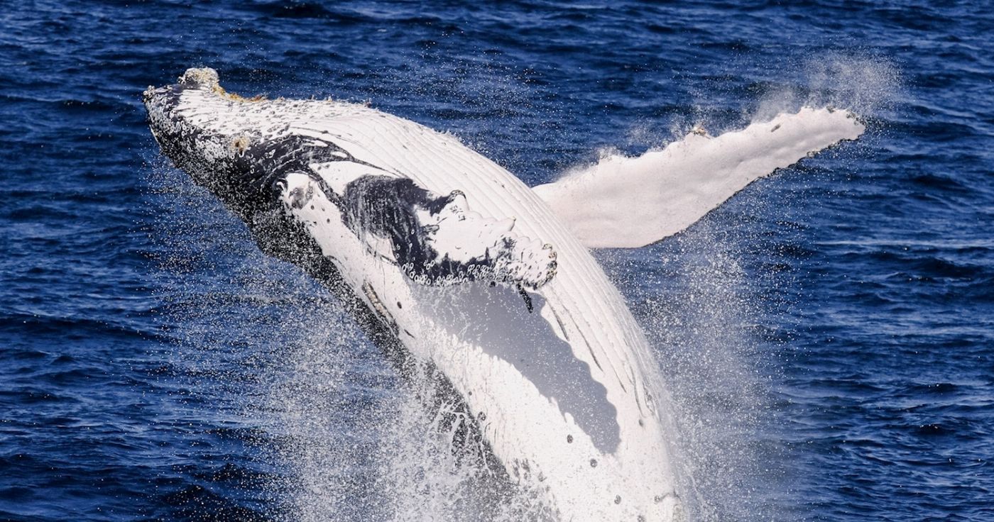Spirit Whale Watching Spirit of Gold Coast Whale Watching Cruise
